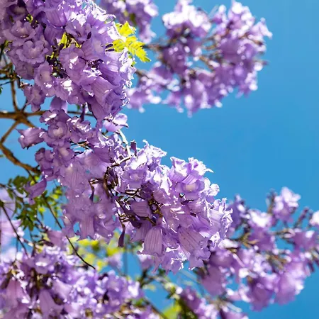 리조트 Quinta Do Algarvio Village 4*
